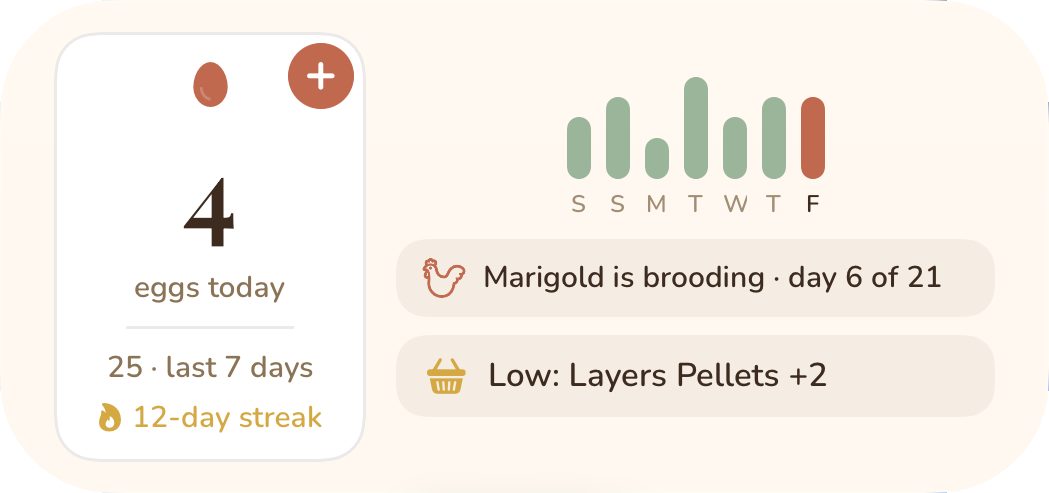 Medium Home Screen widget: 4 eggs today, 25 in the last 7 days, a 12-day streak, the week as bars, Marigold is brooding day 6 of 21, and a low-stock note — plus a +1 button
